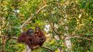 Malajsie, Borneo, Singapur. Cesta nejen za orangutany