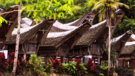 Poznávací zájezd na Sulawesi, Flores a plavba na Komodo