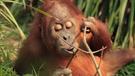 Bali a Sumatra - exotika, sloni a orangutáni