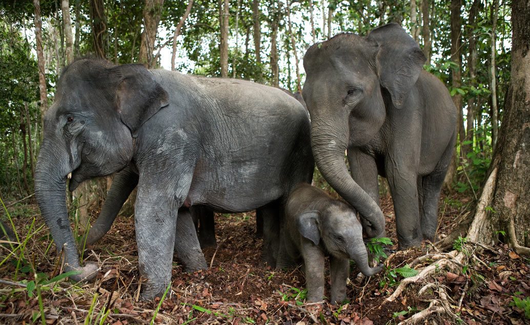 Bali a Sumatra - exotika, sloni a orangutáni