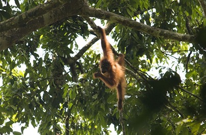 Malajsie, Borneo, Singapur. Cesta nejen za orangutany